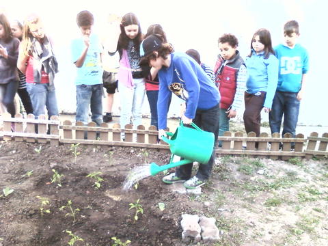 Os alunos aprenderam como regar os legumes...